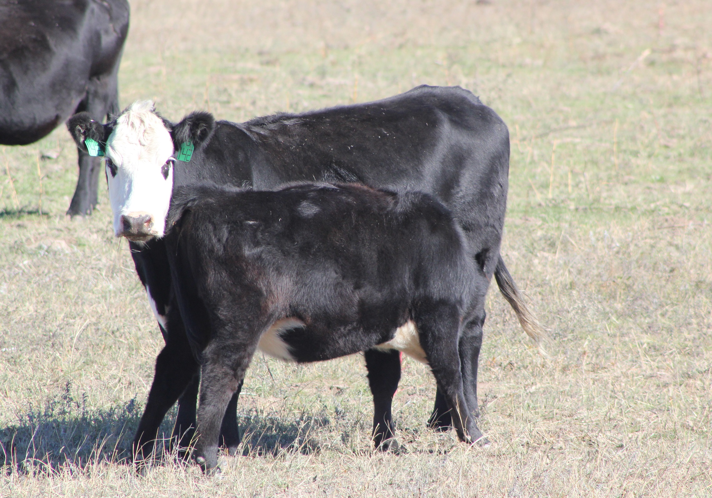 Cow-calf producers have EPDs and index tools to make genetic selection decisions related to traits that impact levels of productivity and longevity. Photo courtesy of Troy Walz.