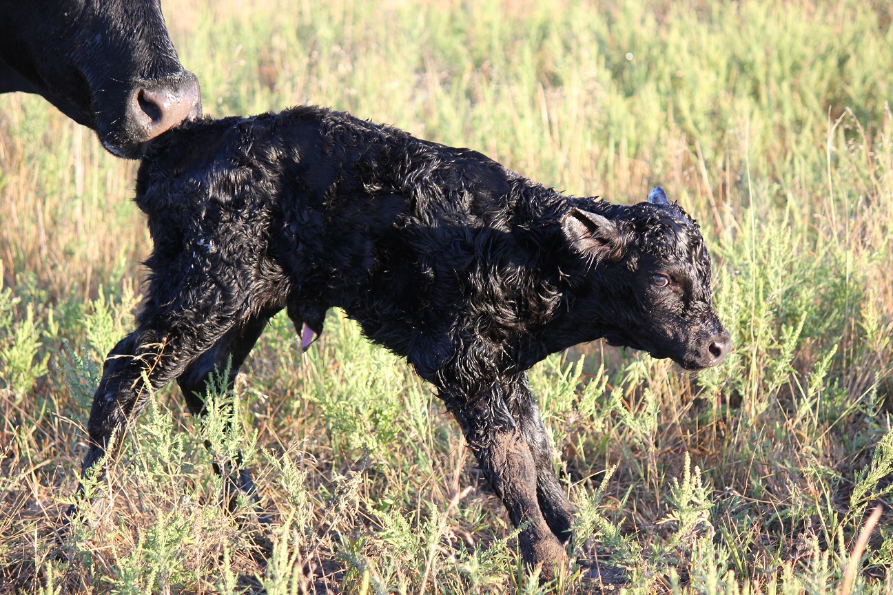 Preparing ahead of time and having a plan for how to handle calving difficulty can help minimize calf loss. Photo courtesy of Troy Walz.