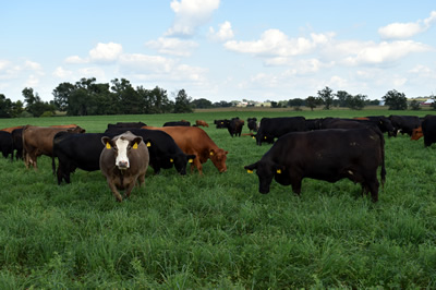 Cattle grazing alfalfa