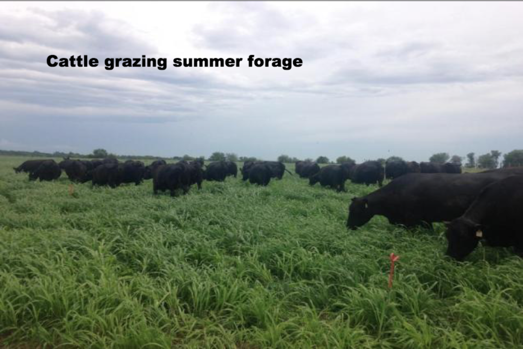 Cattle grazing annual forage
