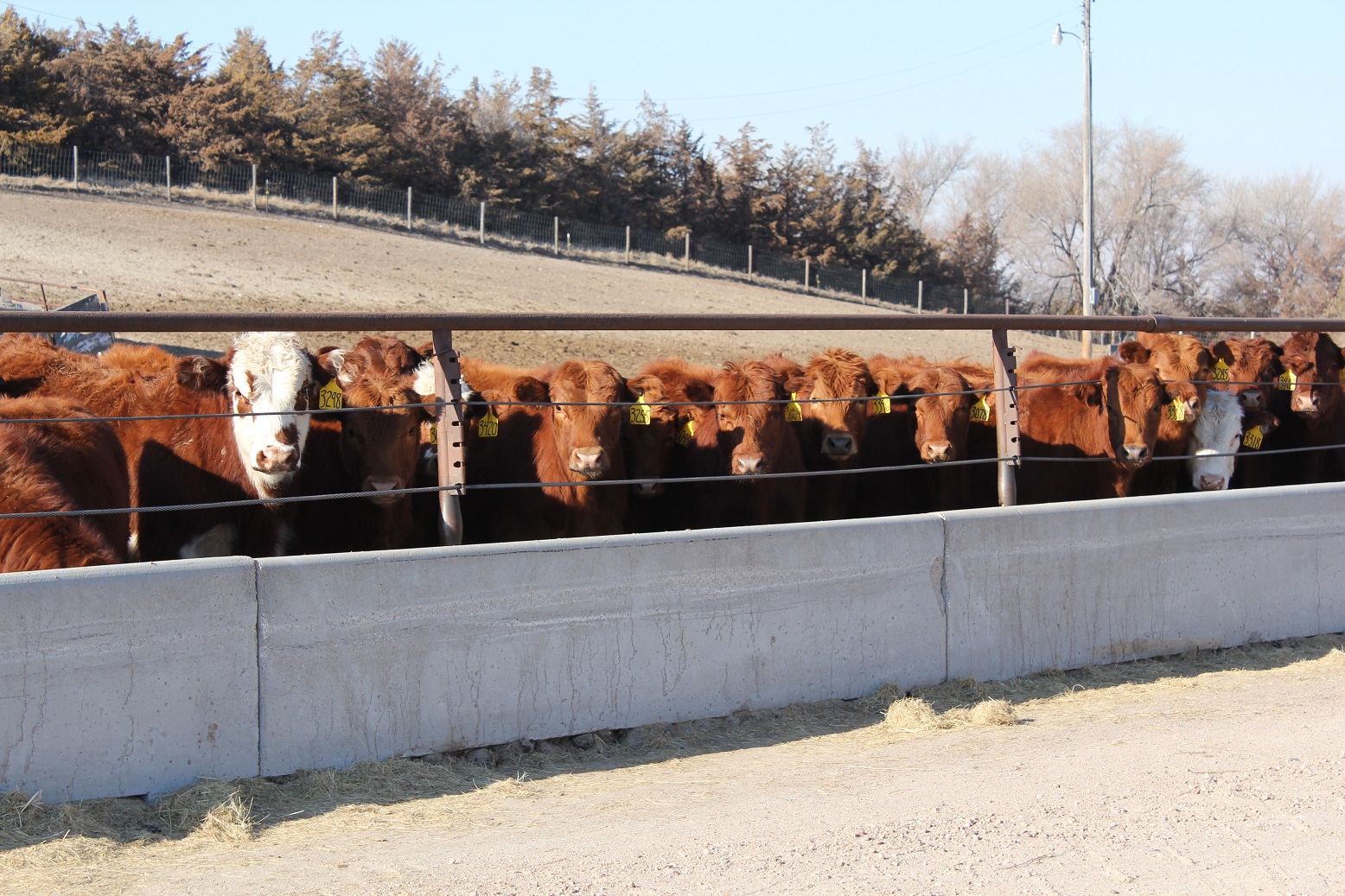Preconditioning programs can vary greatly from one operation to another but share the common goal of preparing calves for the next phase of production. Photo courtesy of Troy Walz.
