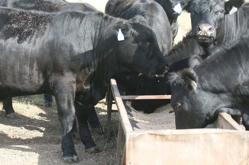 Utilizing field peas as a protein supplement for grazing cattle is a viable option.  Photo courtesy of Karla Jenkins. 