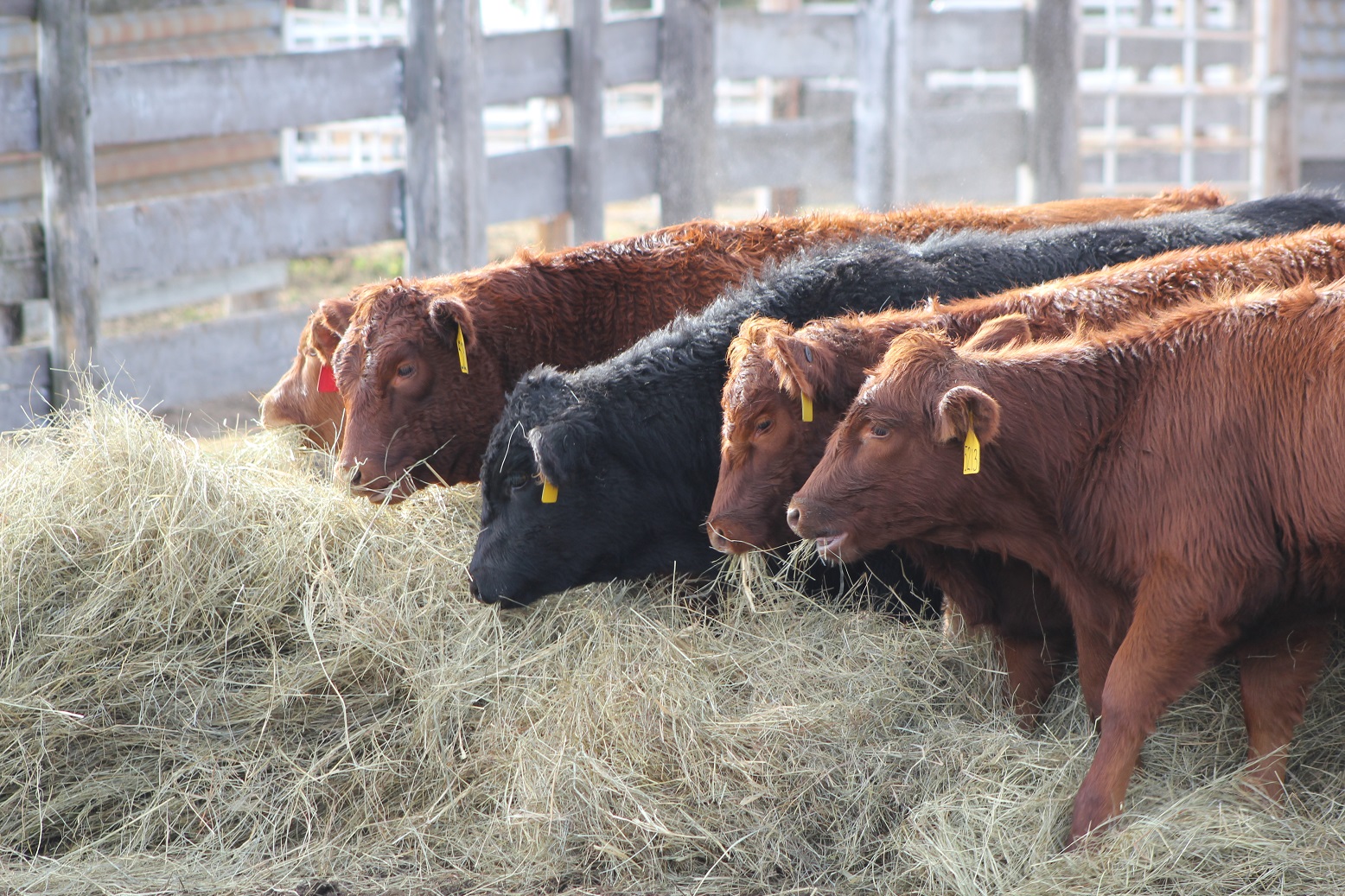 Long stem, grass hay is a recognizable feedstuff to calves.  Photo courtesy of Troy Walz.