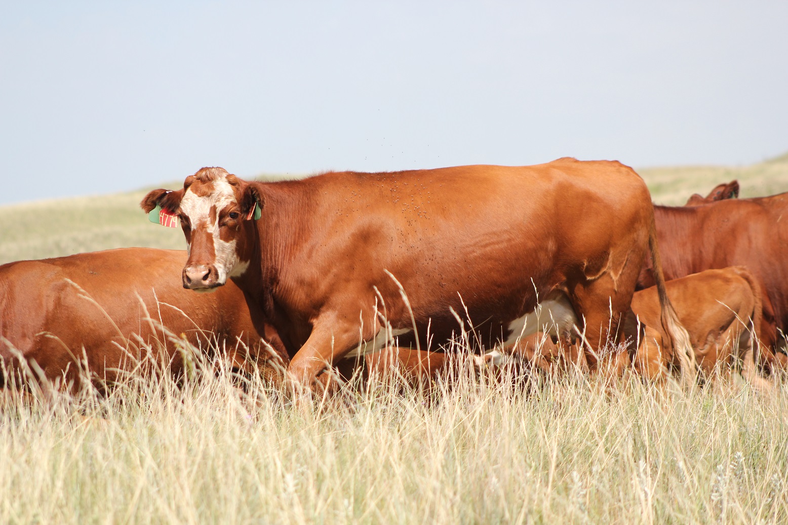 How should you graze regrowth in pastures that had tall growth trampled during a previous grazing?  Photo courtesy of Troy Walz.