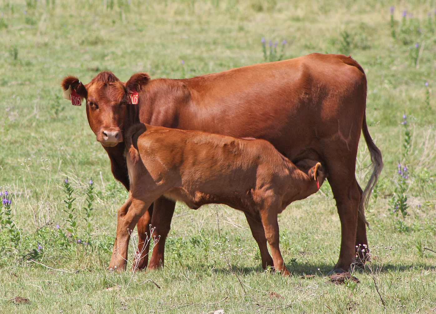 Forage quality decreases in late July and August can present challenges for the May calving heifer. Photo courtesy of Troy Walz.