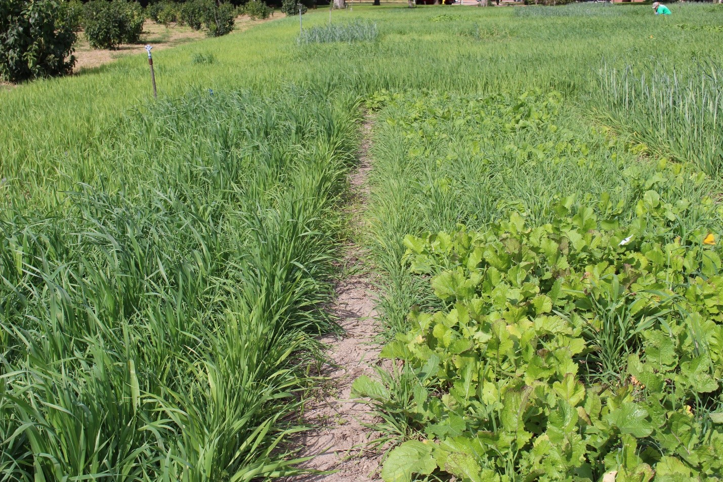 Mixture of rye and oats (left plot) and rye and turnips (right plot) in late September.  Planting was in mid-August.  Photo courtesy of Jerry Volesky.