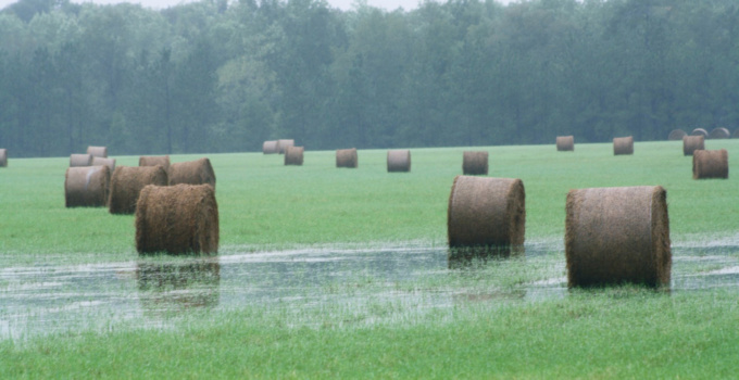 Due to flooding from Florence, a significant portion of the hay in the Pee Dee region and part of the Lowcountry was under water.