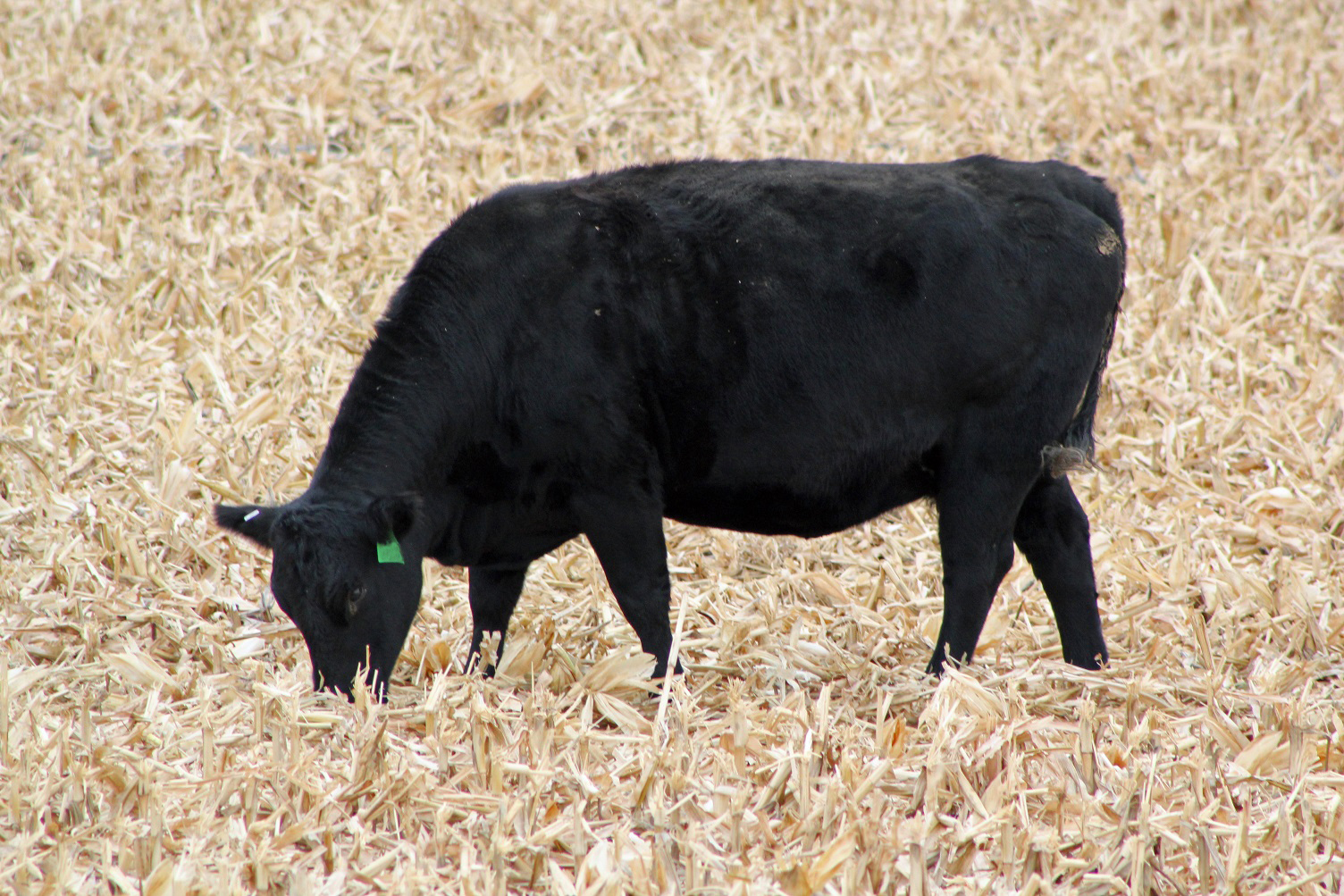Cow grazing corn stalk residue