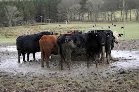 muddy cows