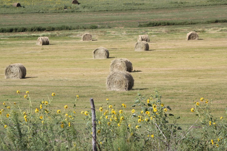 Bales on meadow