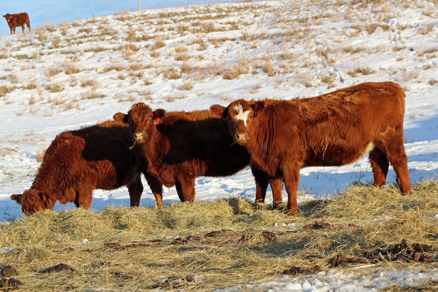 Cows eating hay