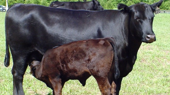 Image result for beef2live heifer