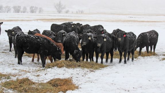 Image result for beef2live cattle snow