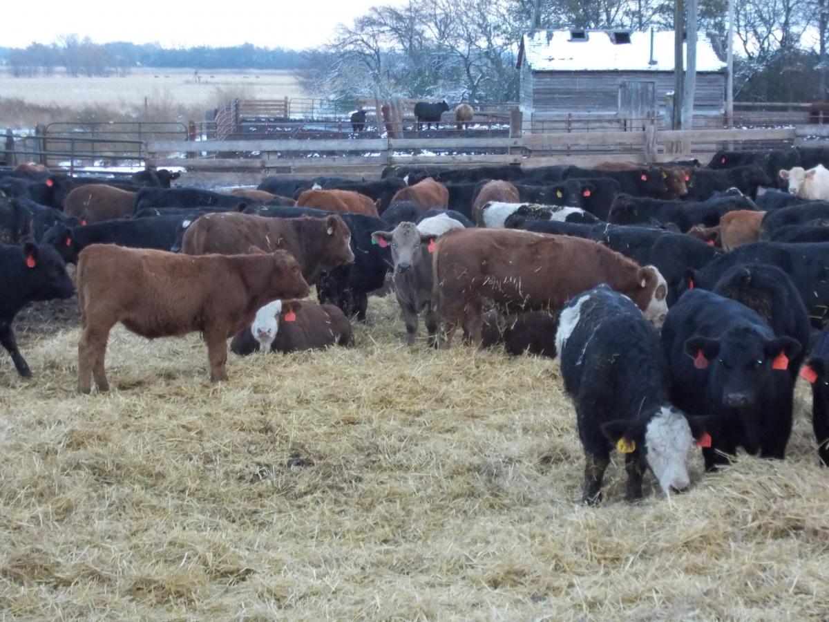 A group of calves in a feedlot with ample bedding.