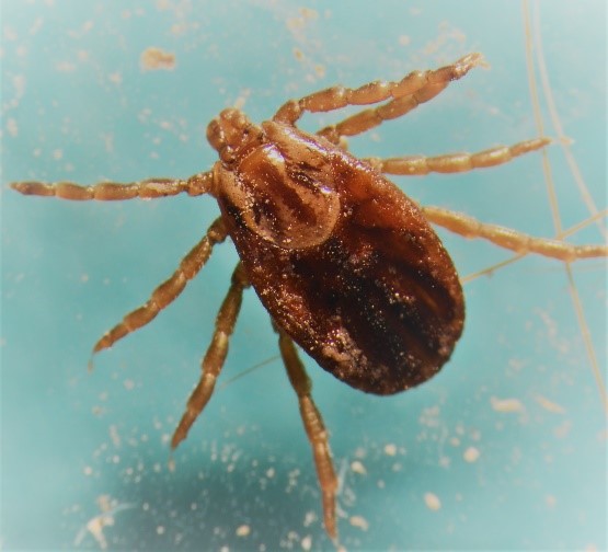 Female winter tick