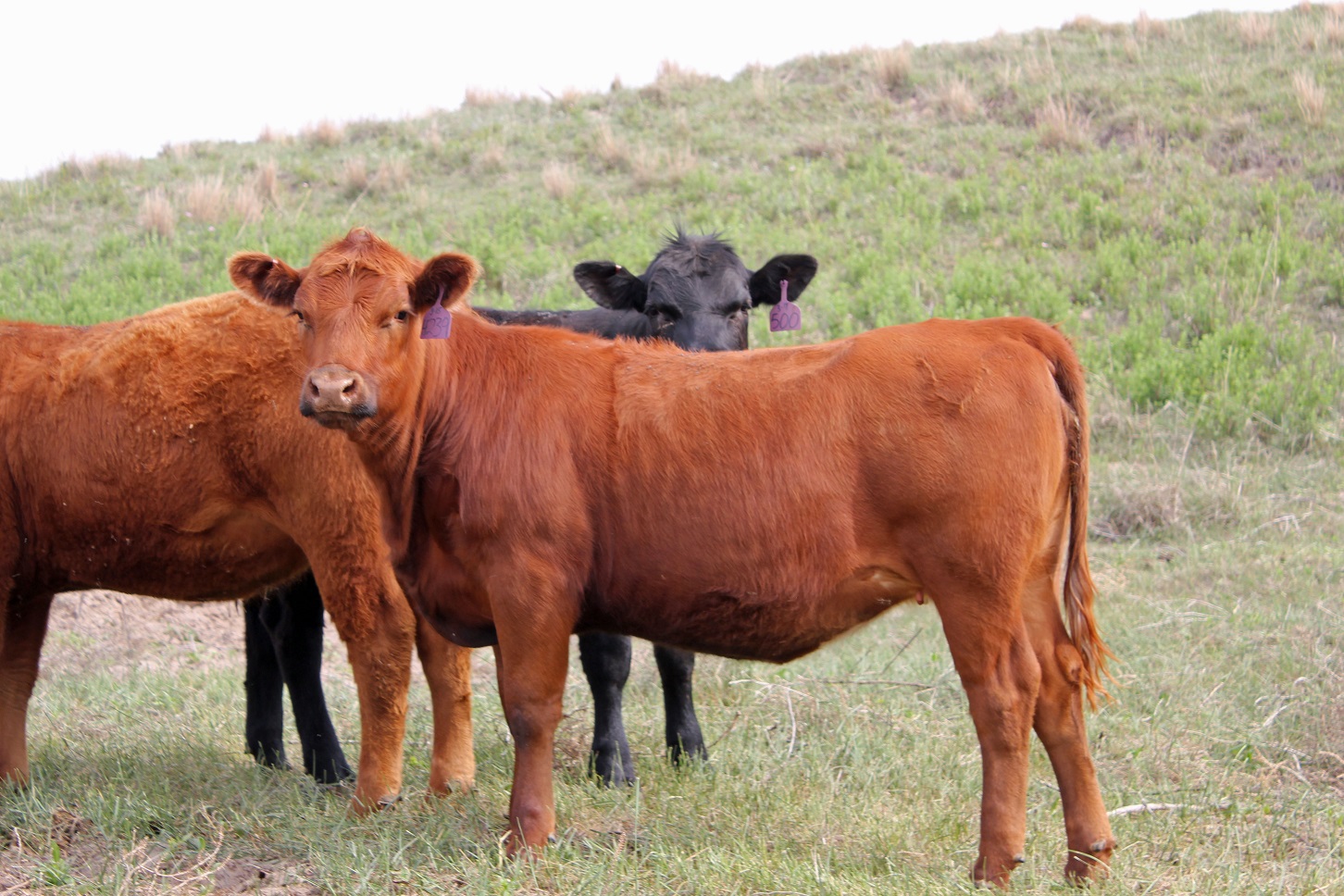 Replacement heifers