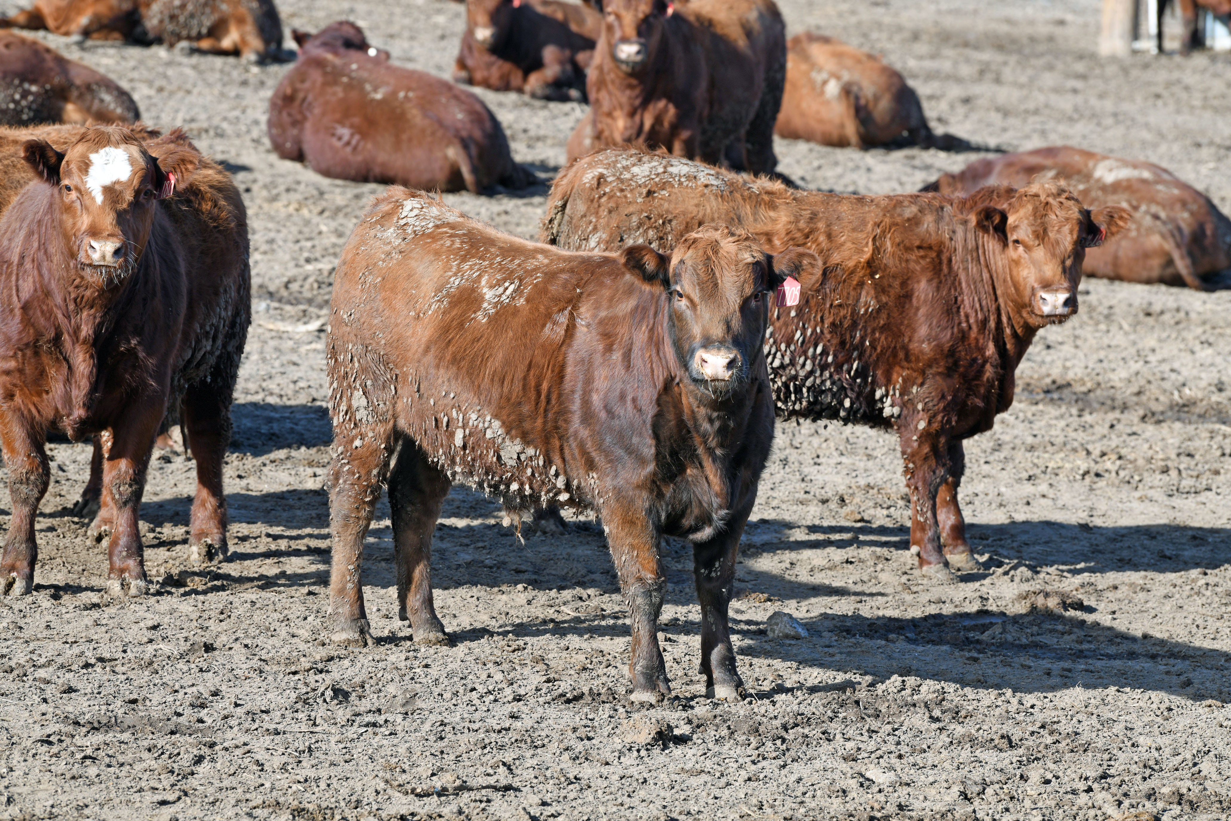 Feedlot steers