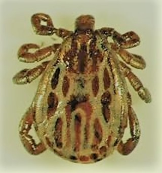 Figure 3. Male winter tick.