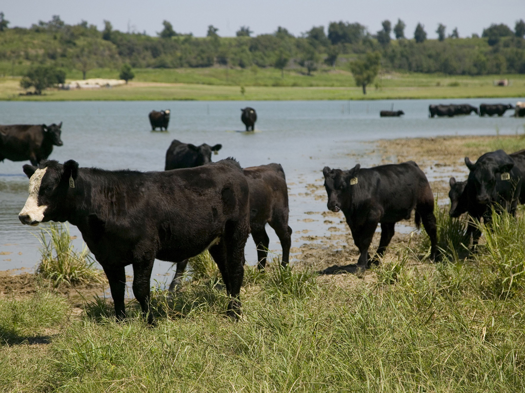 cattle water intake