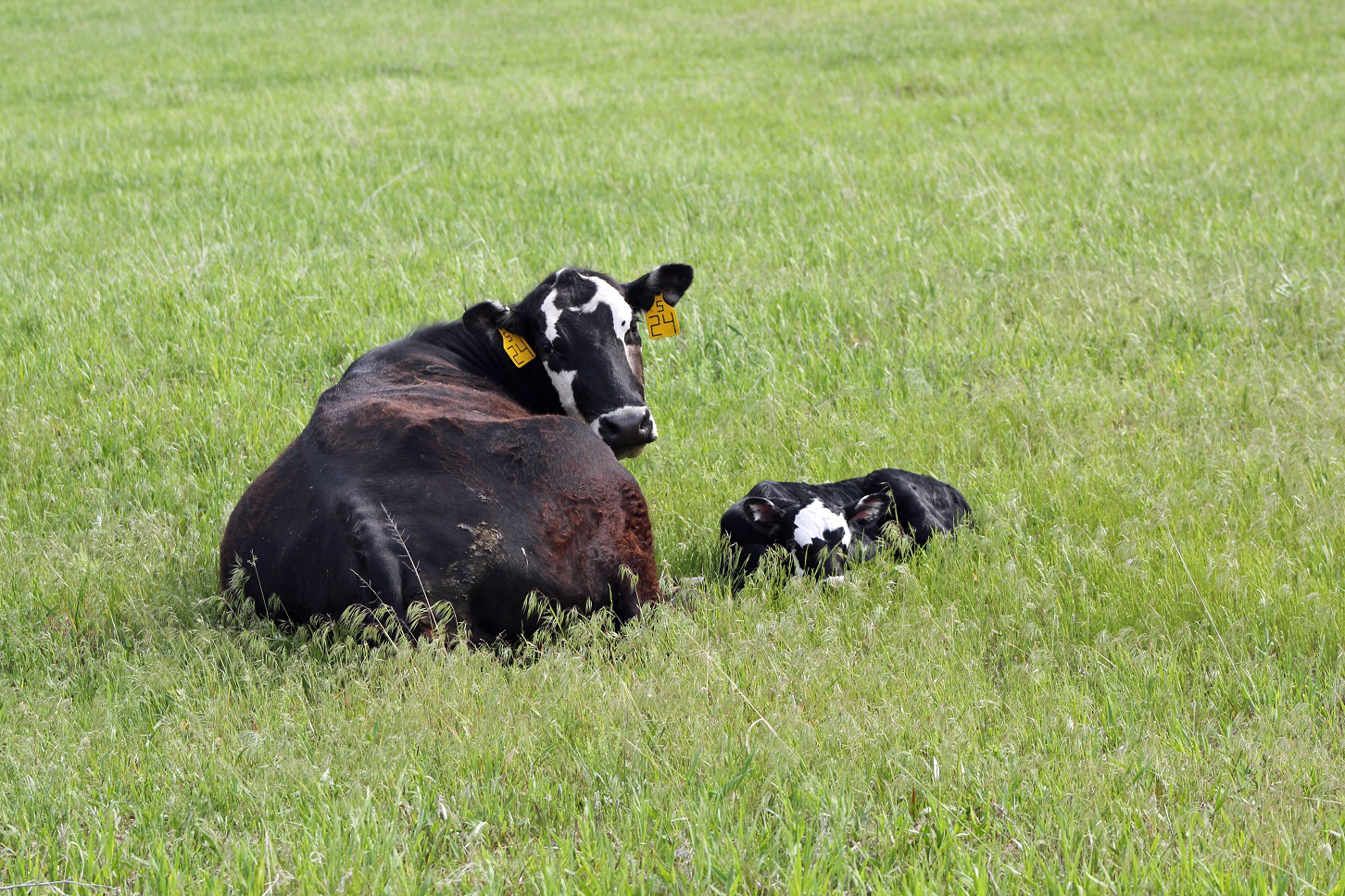 Cow calf