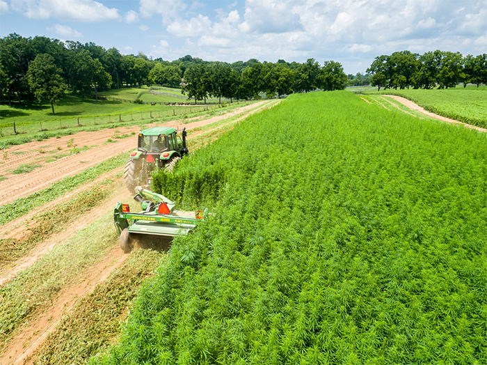 K-State Research and Extension specialists will begin growing and harvesting small, highly controlled plots of industrial hemp at research facilities around the state this year, much like the plot in this file photo from the University of Kentucky. Photo credit: Matt Barton, University of Kentucky Ag Communications
