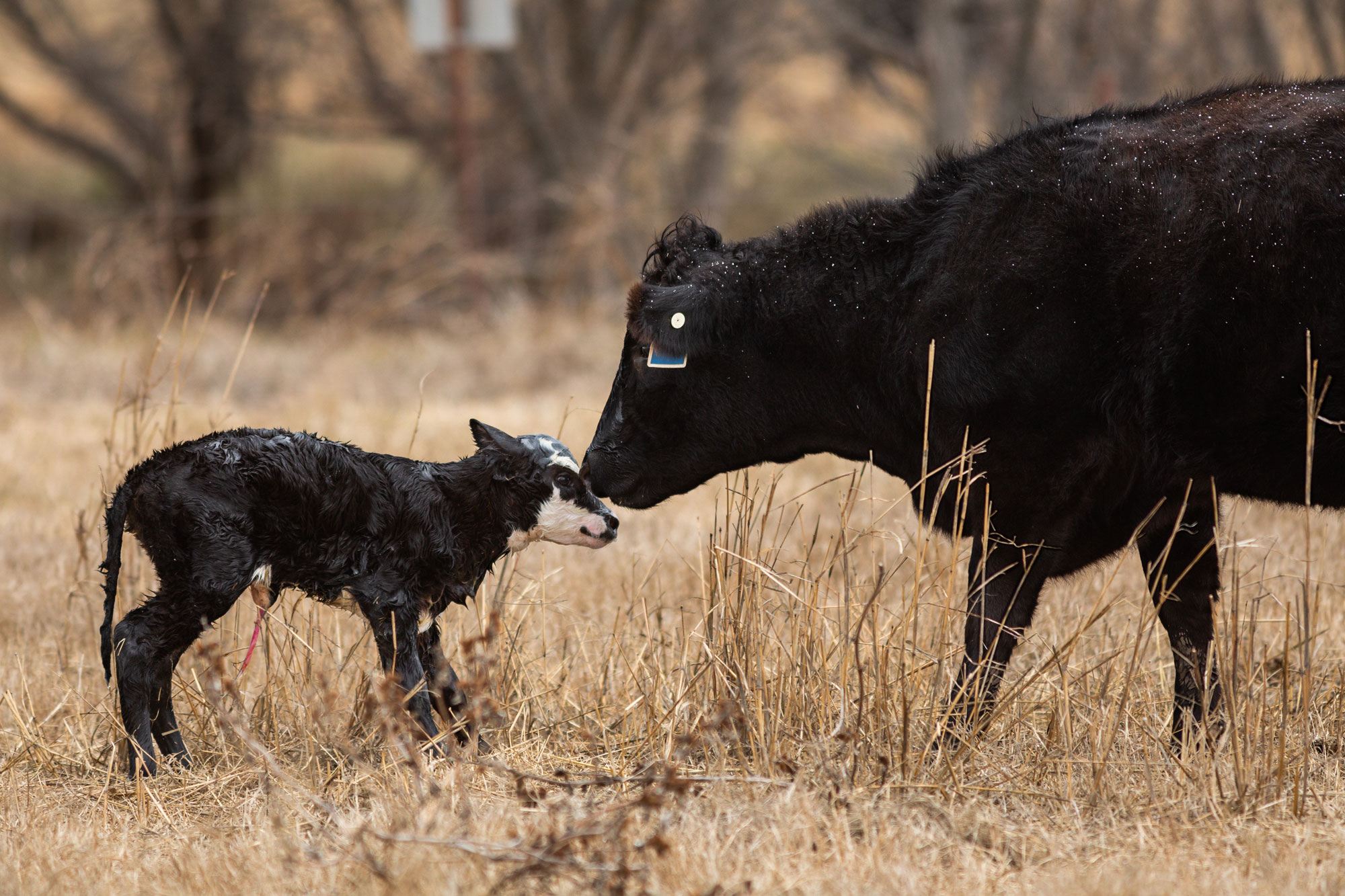 Heifer with newborn calf