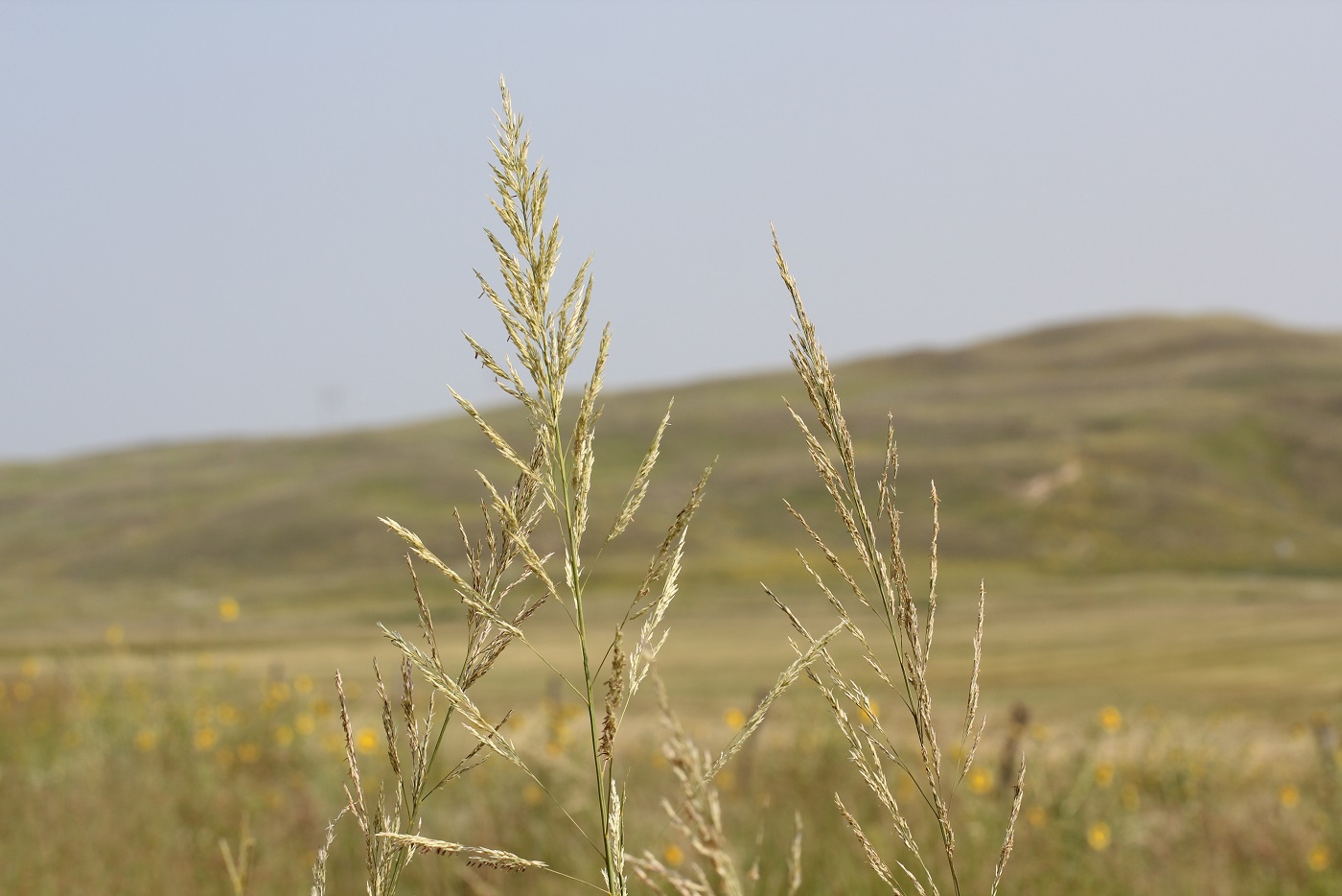 Prairie sandreed