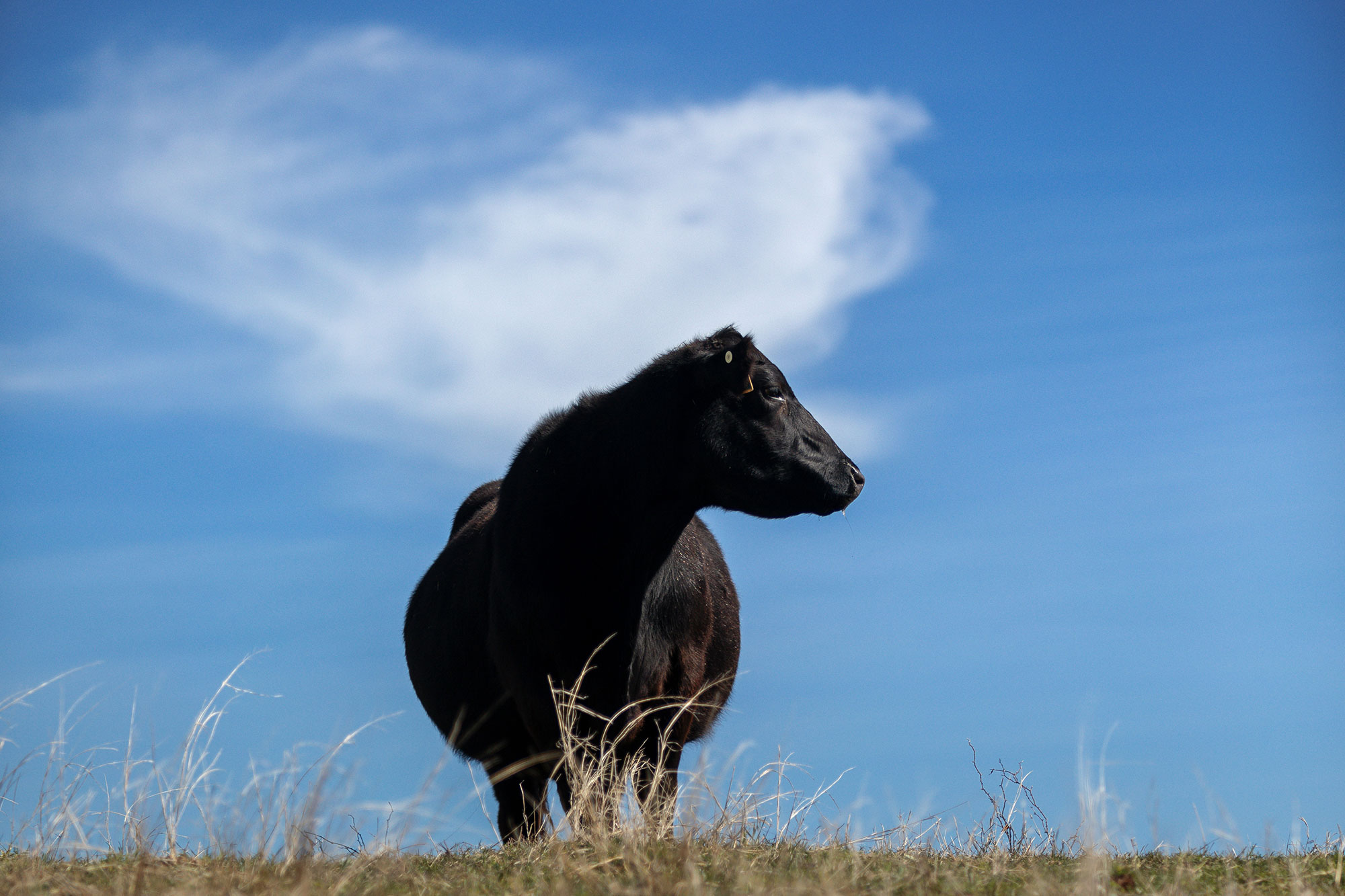 Cow standing in pasture.