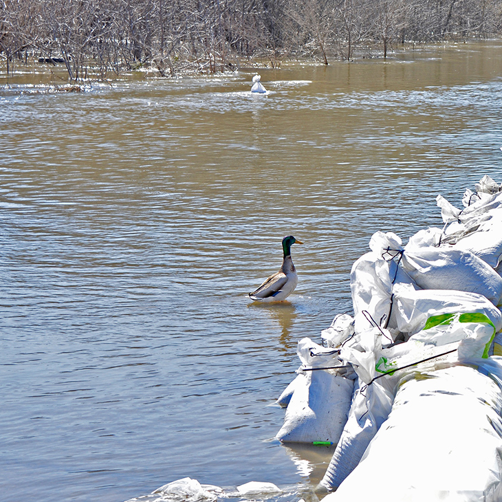 Mallard duck in stream
