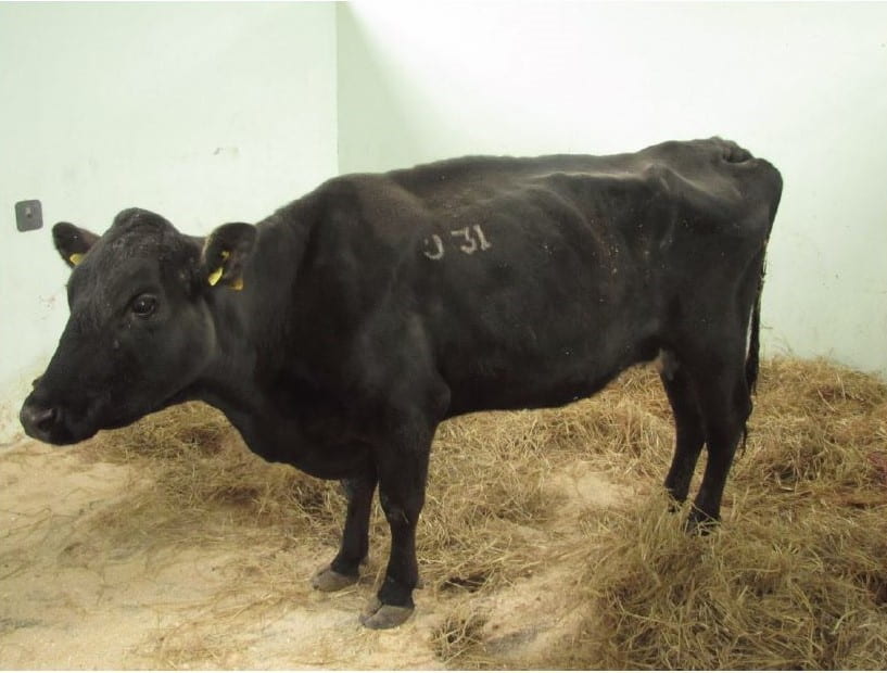 Johne’s Disease and Detection in Beef Cattle Part I, Frequently Asked