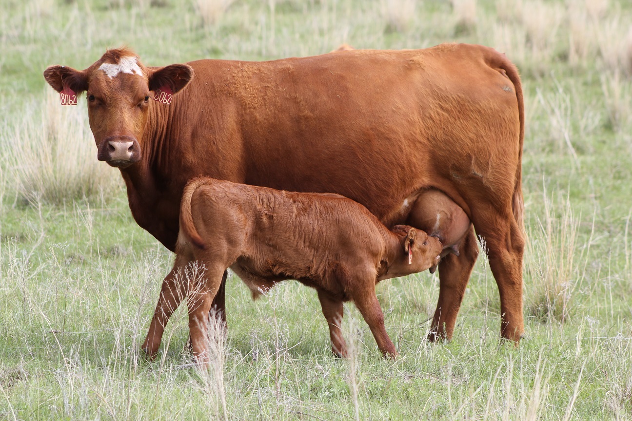 Cow and calf
